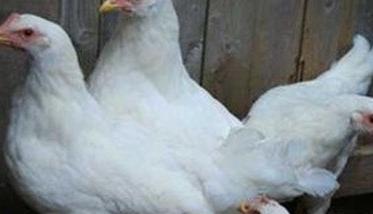 白来航鸡是什么品种，鸡舍如何消毒（白羽鸡和白来航鸡是一个品种吗）