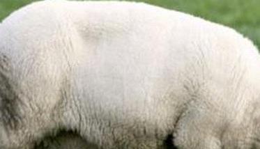 一只羊有多重吃多少草料（一只羊多少重量）