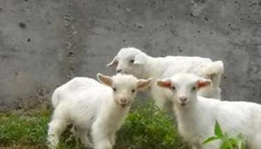 对于羊羔的培育需要注意什么 羔羊培育关键技术