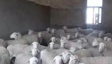 种用母羊的饲养管理技术要点 繁殖母羊的饲养管理技术要点