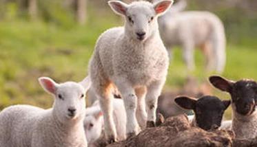 六项措施可提高肉羊繁殖力 肉羊养殖的几个关键技术问题