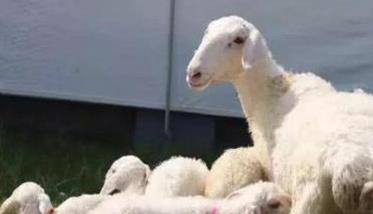 如何科学配种增加母羊产羔率（怎样提高母羊产羔率）