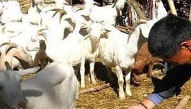 如何提高母羊产羔量 如何提高羊的产奶量