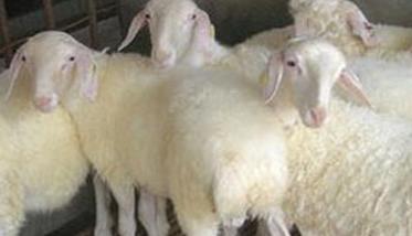 提高小尾寒羊繁殖力的综合措施（提高小尾寒羊繁殖力的综合措施是什么）