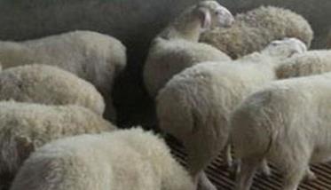 怎样防治羊的绦虫病 羊绦虫病怎么治疗