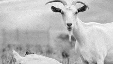羊的消化道线虫病的诊断要点是什么 牛羊消化道线虫首选药物
