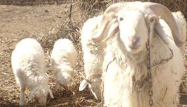 提高母羊多羔率的技术措施（怎样提高母羊产羔率）