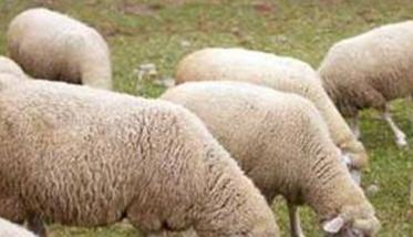 养殖羊应注意的六个问题 养羊常见的问题