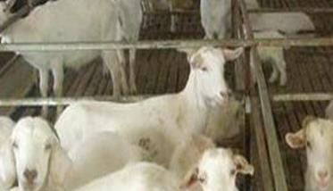 怎样提高肉羊养殖效益 肉羊健康高效养殖