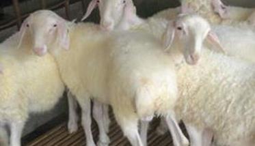 小尾寒羊的生产优势 小尾寒羊原产地