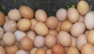 如何提高蛋鸡的蛋壳质量和硬度（如何提高蛋鸡的蛋壳质量和硬度的方法）