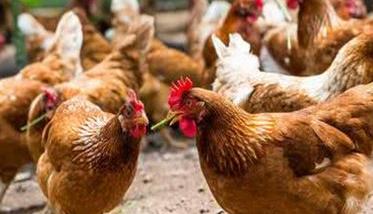 养鸡户如何做好禽流感的防治工作 养鸡场禽流感防疫