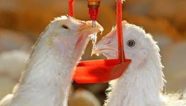 肉种鸡生产中的饮水管理技术要点 肉种鸡生产中的饮水管理技术要点有哪些