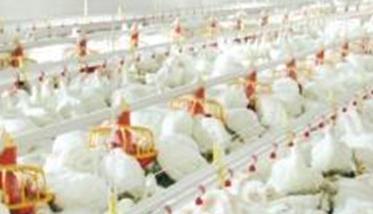 肉鸡养殖如何调整饲料喂量 养肉鸡喂饲料技巧