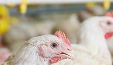 鸡慢性呼吸道疾病防控技术要点 鸡慢性呼吸道疾病治疗方案