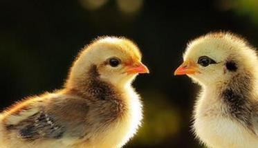 肉鸡大肠杆菌病三段控制法 肉鸡大肠杆菌的治疗