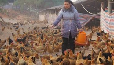 冬季养鸡如何增加产蛋量（冬季蛋鸡如何加强饲料营养）