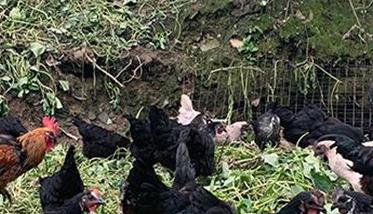 饲养乌鸡该注意哪些问题