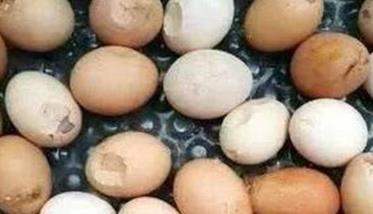 怎样降低高温季节鸡蛋的破损率（鸡蛋怎么降温）
