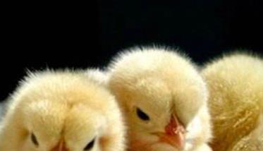 鸡的饮水消毒方法 鸡如何消毒