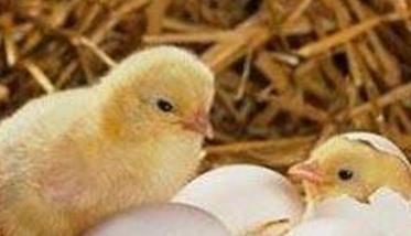 蛋鸡种蛋孵化率下降的原因是什么（蛋鸡孵化率和出苗率）