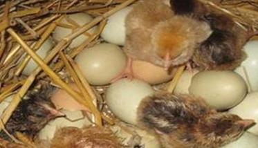 乌鸡蛋孵化温度、湿度是多少 乌鸡蛋孵化温度,湿度是多少正常