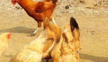 如何预防鸡传染性鼻炎（预防鸡传染性鼻炎疫苗时能用大肠杆菌药吗）