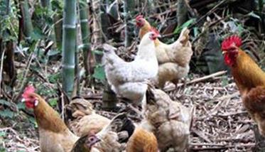 如何养鸡才能养好提高养鸡效益