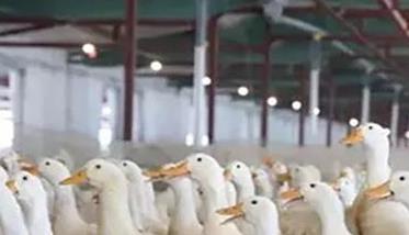 肉鸭疫病防控的几个关键措施 鸭病的预防和方案