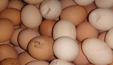 如何降低种蛋破损率的15大方法 提高种蛋孵化率的措施有哪些