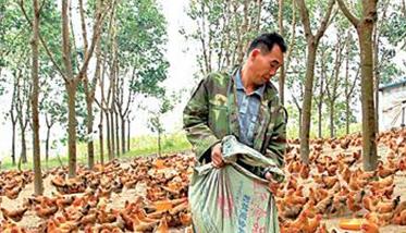 养鸡用盐的讲究:饲料食盐用量、食盐中毒的防治