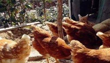 庭院养鸡应注意的问题 在院子里养鸡应该在哪个方位