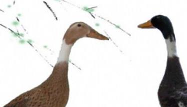 绍兴鸭的外貌特征和生产性能简介 绍兴鸭的营养和功效