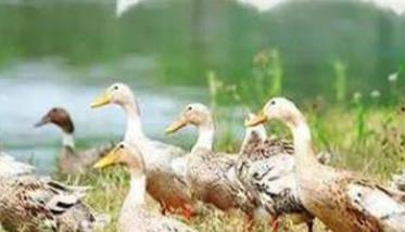 鸭的生物学特性及其生活习性 鸭的生理特性