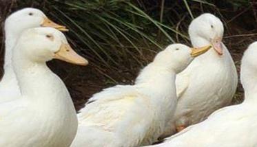 饲养秋鸭应注意的各项管理要点 秋季养鸭技术