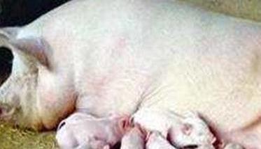 母猪产后缺乳的原因及防治对策（母猪产后缺乳的原因及防治对策图片）
