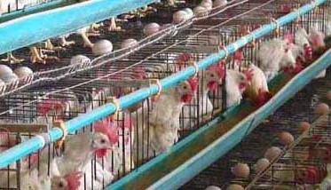 蛋鸡养殖成本的组成和利润预算方法（蛋鸡养殖成本的组成和利润预算方法有哪些）