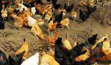 秋季蛋鸡的饲养管理重点是什么（秋季蛋鸡的饲养管理重点是什么呢）