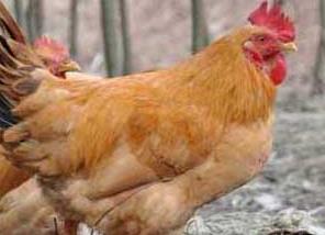 鸡伤寒的病原是什么 鸡伤寒的病原是什么