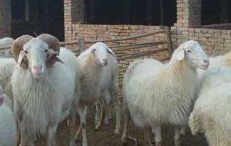 小尾寒羊的常用饲料有哪些 小尾寒羊吃什么样的饲料最好