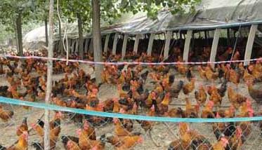 冬季鸡舍养殖环境的调控方法 养鸡室内温度怎么控制