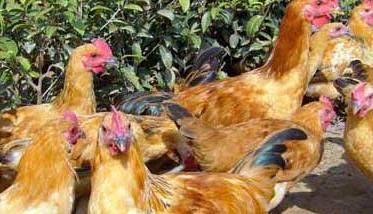 养鸡场影响饲料利用率的因素有哪些（鸡对饲料的利用率实验报告）