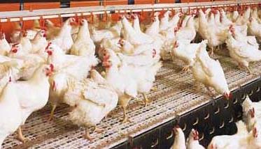 鸡传染性鼻炎的治疗方法 鸡传染性鼻炎用药物治疗
