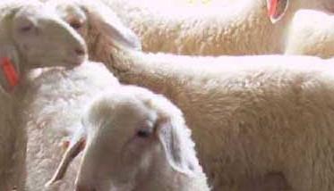 影响小尾寒羊产肉性能的因素 小尾寒羊的产羔率