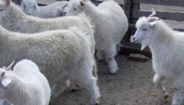 羊养殖的饲料需求有哪些（饲养羊吃什么原料）