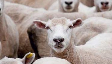管理羊群需注意羊痘病
