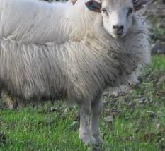 冬春季节羊养殖的饮水技术（秋季羊的养殖技术与管理）