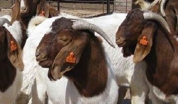 波尔山羊养殖对羊舍基本要求 波尔山羊饲养技术