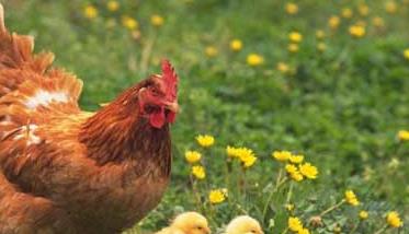 养鸡过程中的鸡痘的预防和治疗方法 鸡痘怎么防治