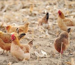蛋鸡的饲料品质控制及配方调整（蛋鸡饲料配方设计基本技术参考评测）